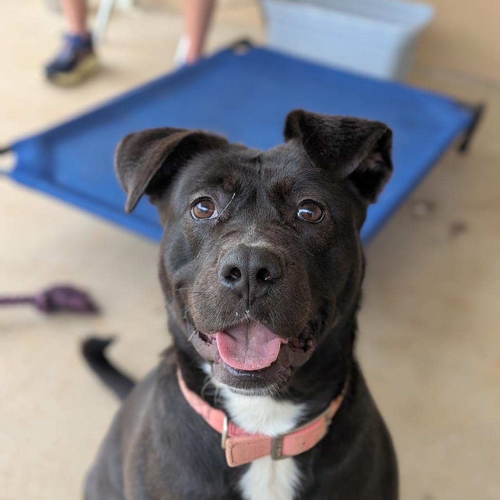 Noel(BAS), Adoptable, Adult Female Terrier & Black Labrador Retriever.