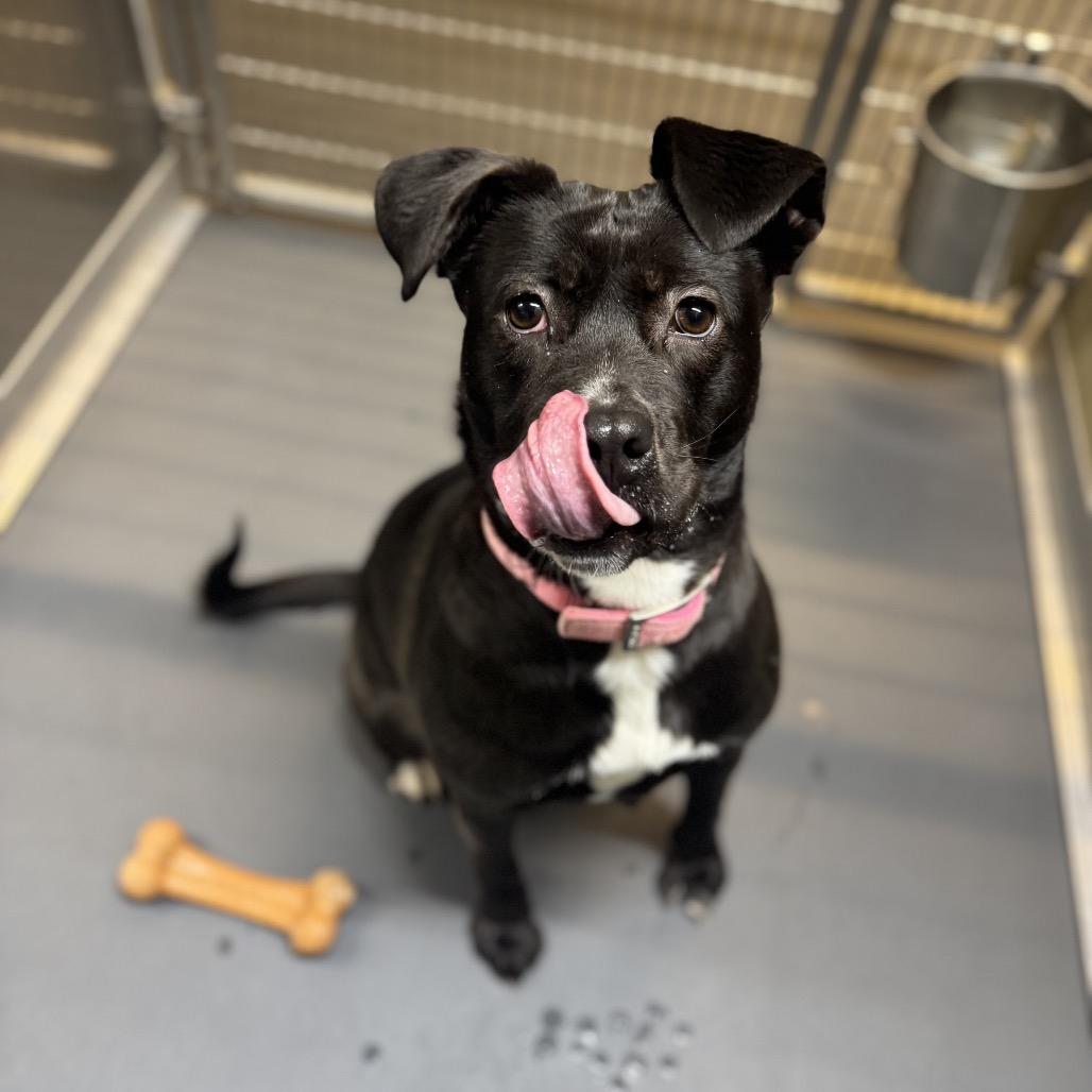 Enlarge Noel(BAS), a Adoptable mixed breed in Lenoir, NC image 2/6