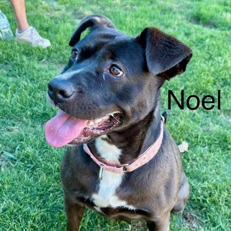 Enlarge Noel(BAS), a Adoptable mixed breed in Lenoir, NC image 3/6