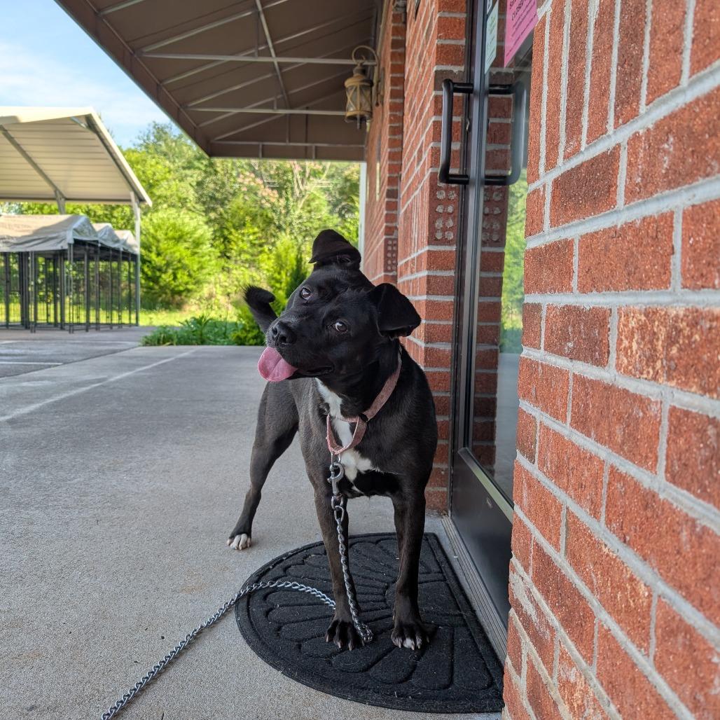 Enlarge Noel(BAS), a Adoptable mixed breed in Lenoir, NC image 5/6