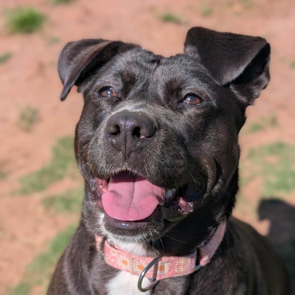 Enlarge Noel(BAS), a Adoptable mixed breed in Lenoir, NC image 3/6