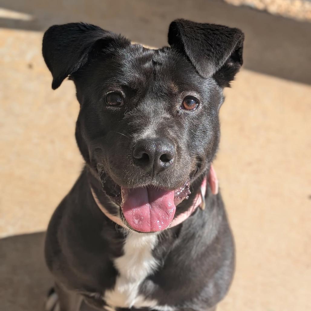 Enlarge Noel(BAS), a Adoptable mixed breed in Lenoir, NC image 3/6