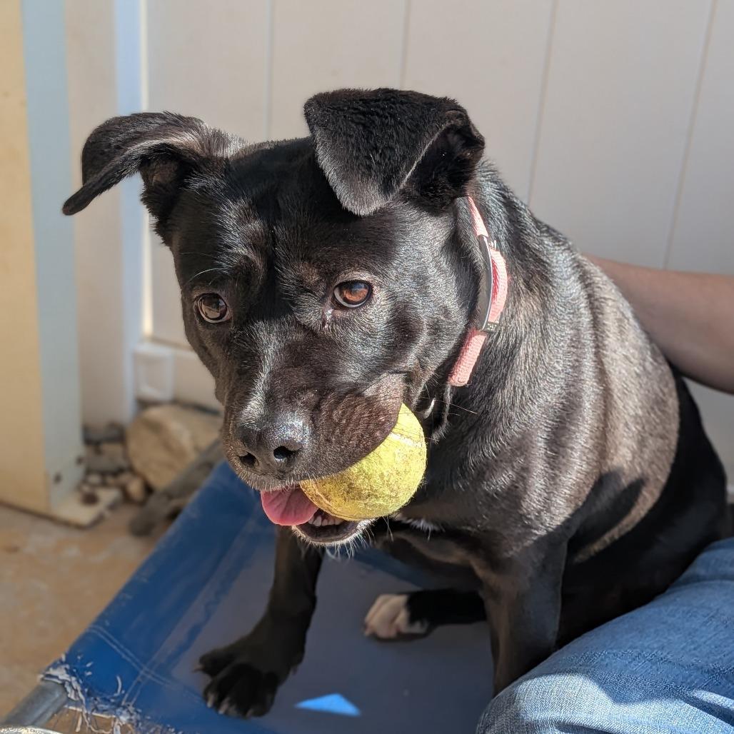 Enlarge Noel(BAS), a Adoptable mixed breed in Lenoir, NC image 4/6