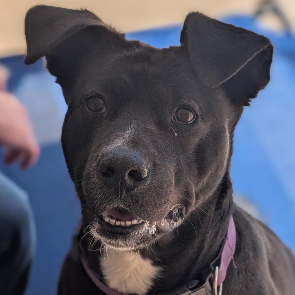 Enlarge Noel(BAS), a Adoptable mixed breed in Lenoir, NC image 5/6