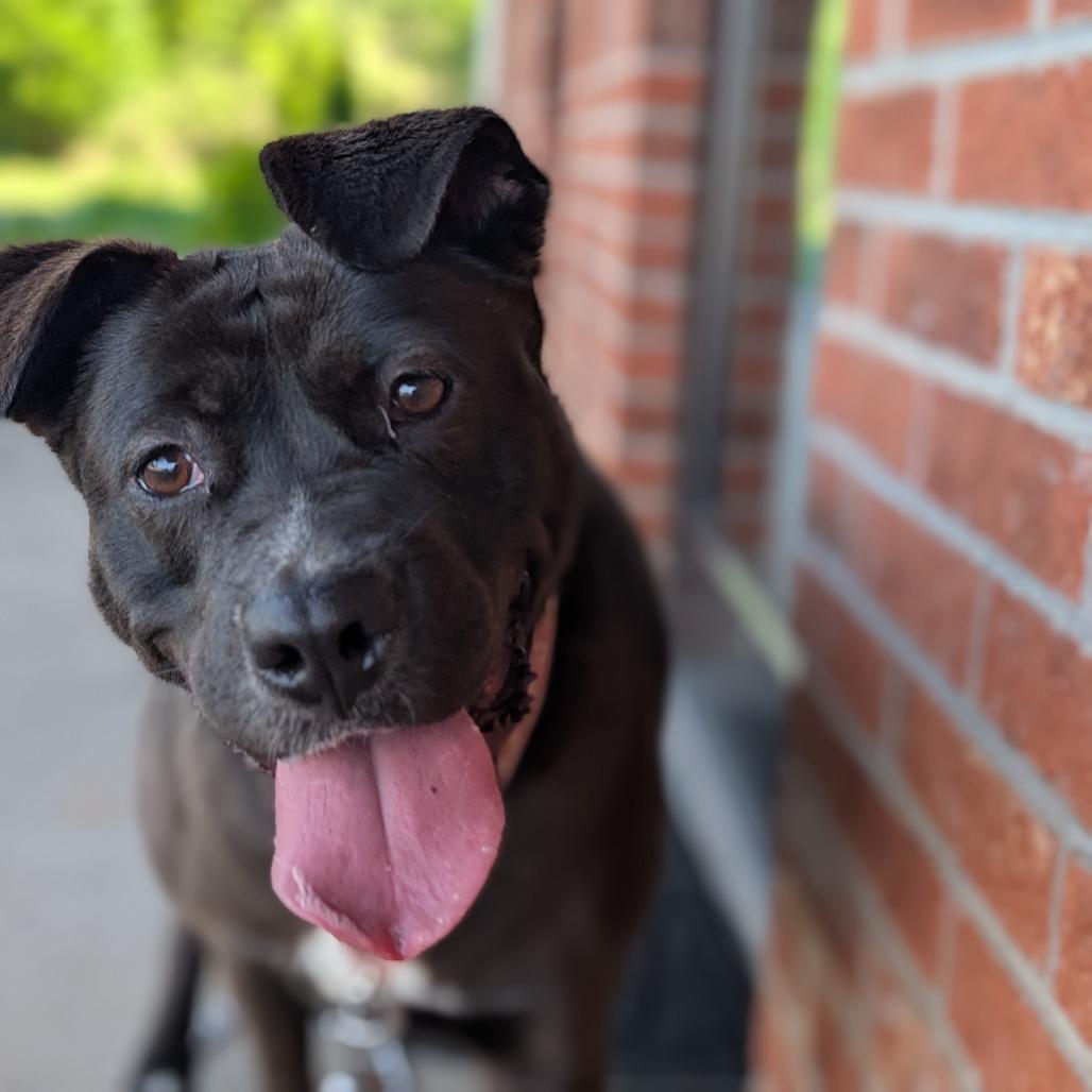 Enlarge Noel(BAS), a Adoptable mixed breed in Lenoir, NC image 6/6