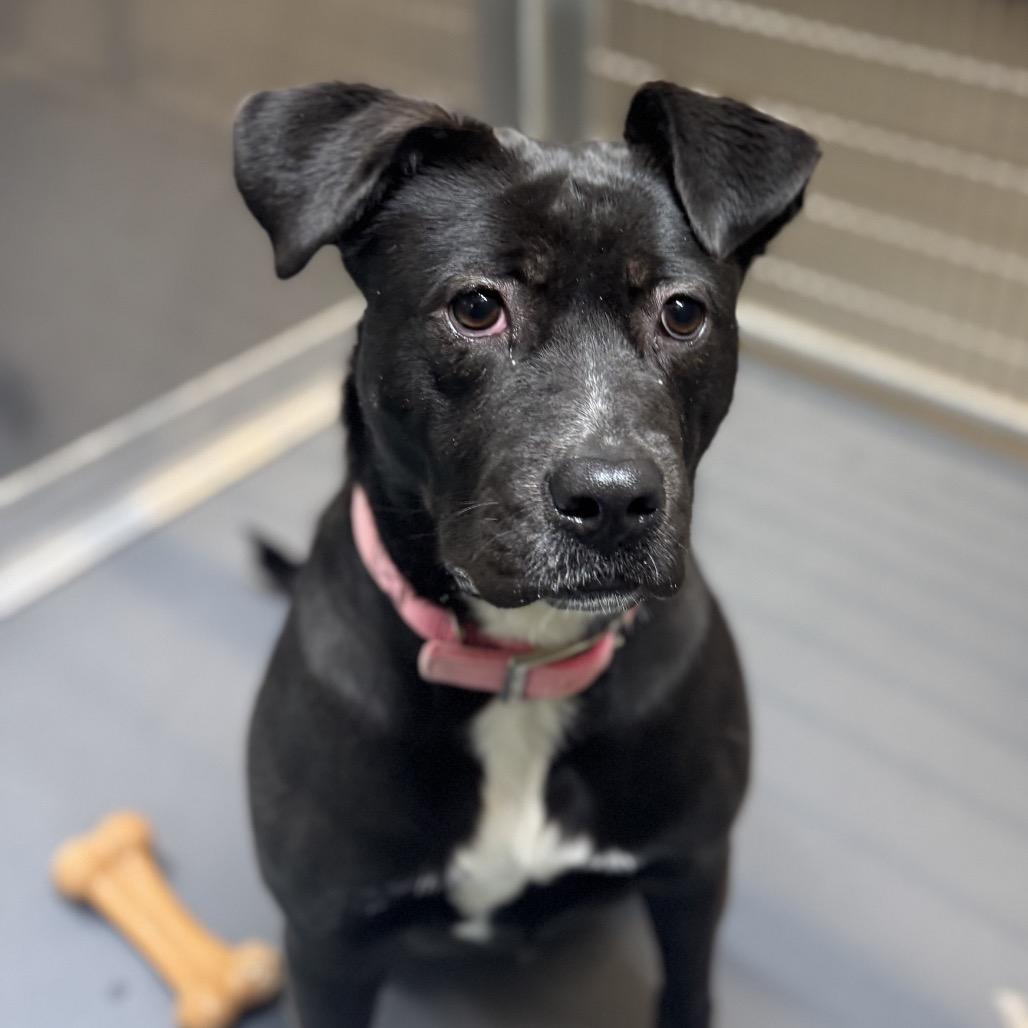 Enlarge Noel(BAS), a Adoptable mixed breed in Lenoir, NC image 6/6