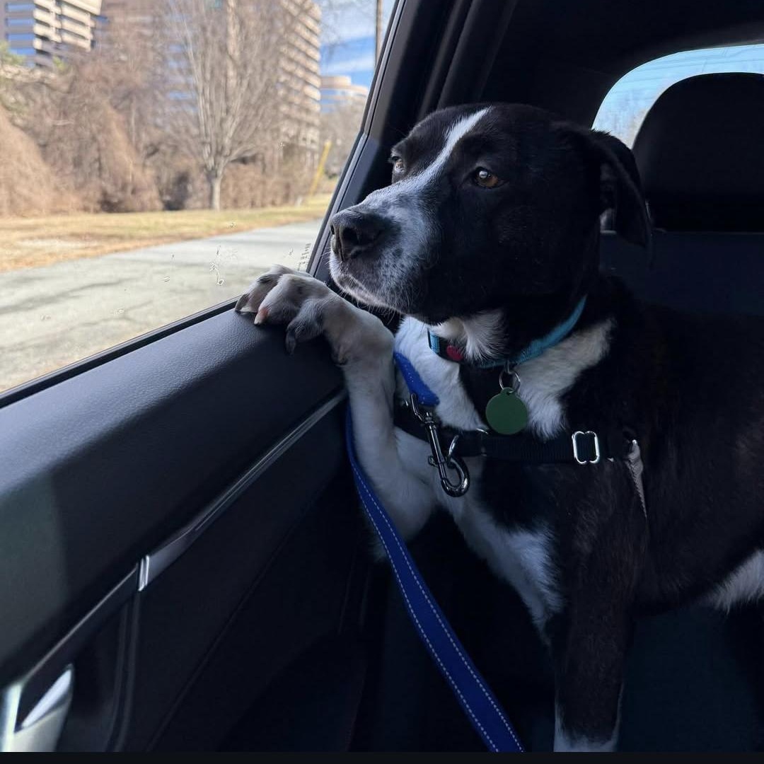 Frankie, a Adoptable mixed breed in Potomac, MD image 5/6