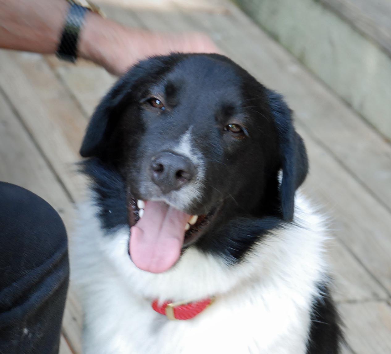 Enlarge RIO, a Adopted mixed breed in Felton, CA image 4/6