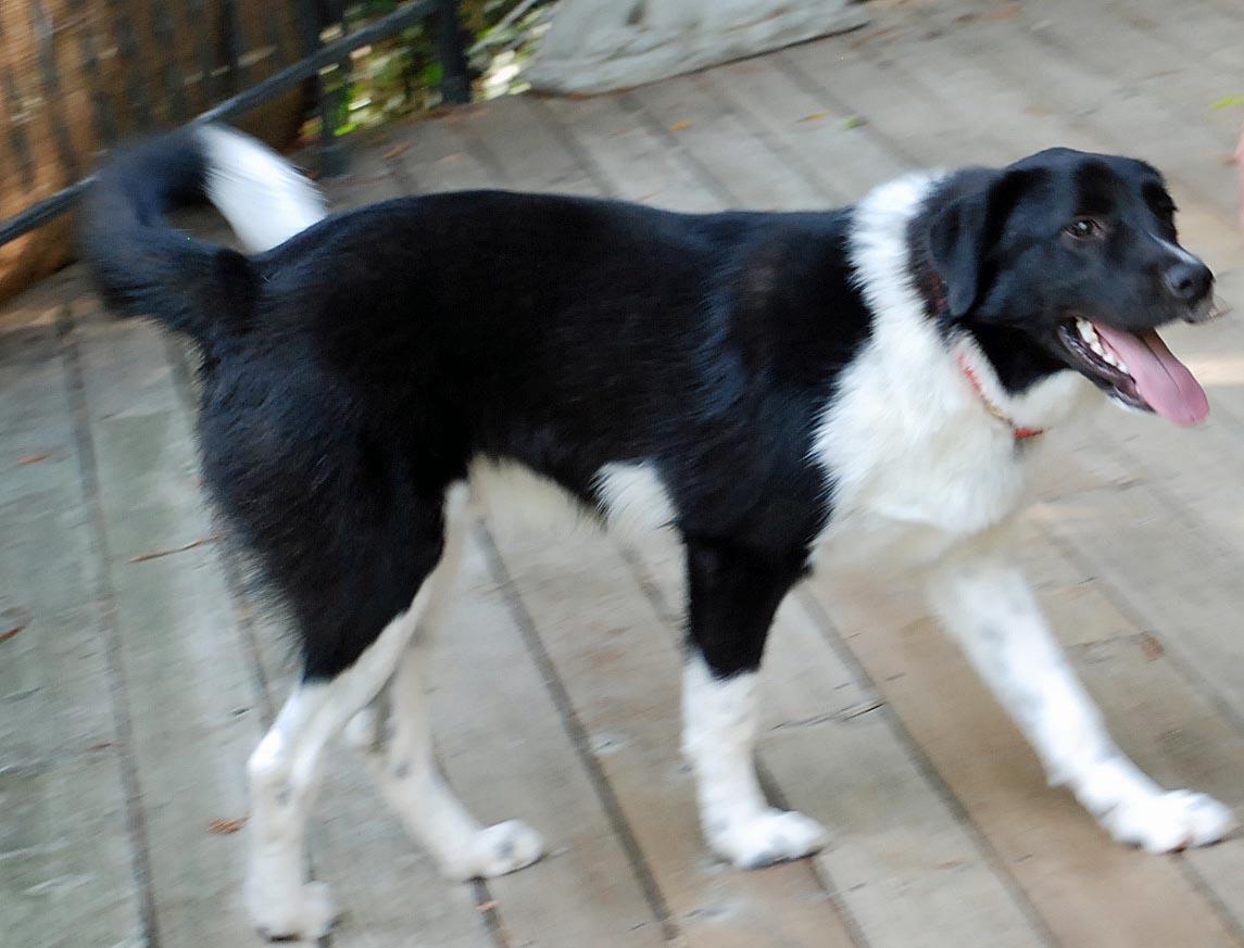 Enlarge RIO, a Adopted mixed breed in Felton, CA image 5/6