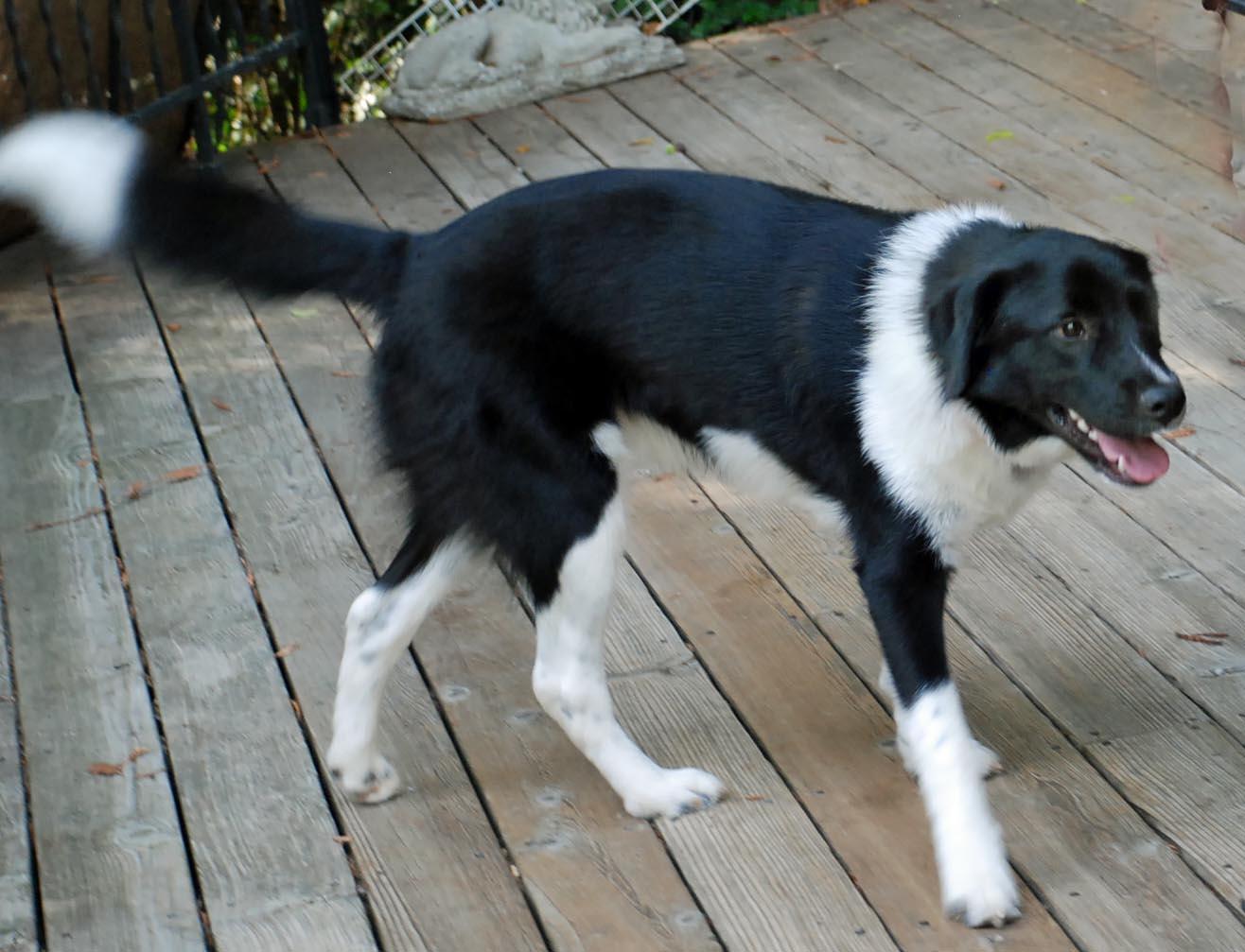 Enlarge RIO, a Adopted mixed breed in Felton, CA image 6/6