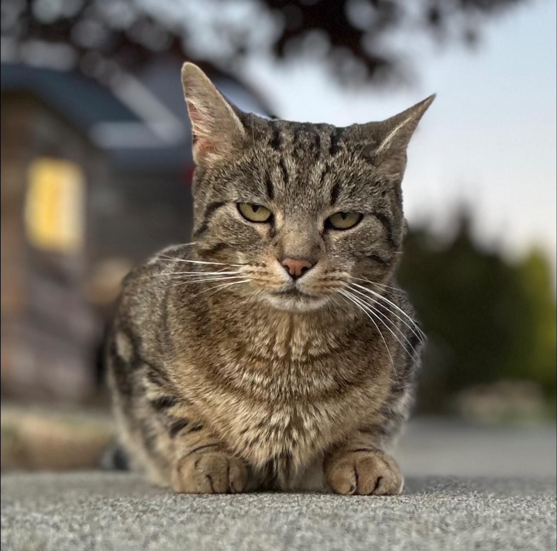 Nala, Adoptable, Adult Female Tabby & Domestic Short Hair.