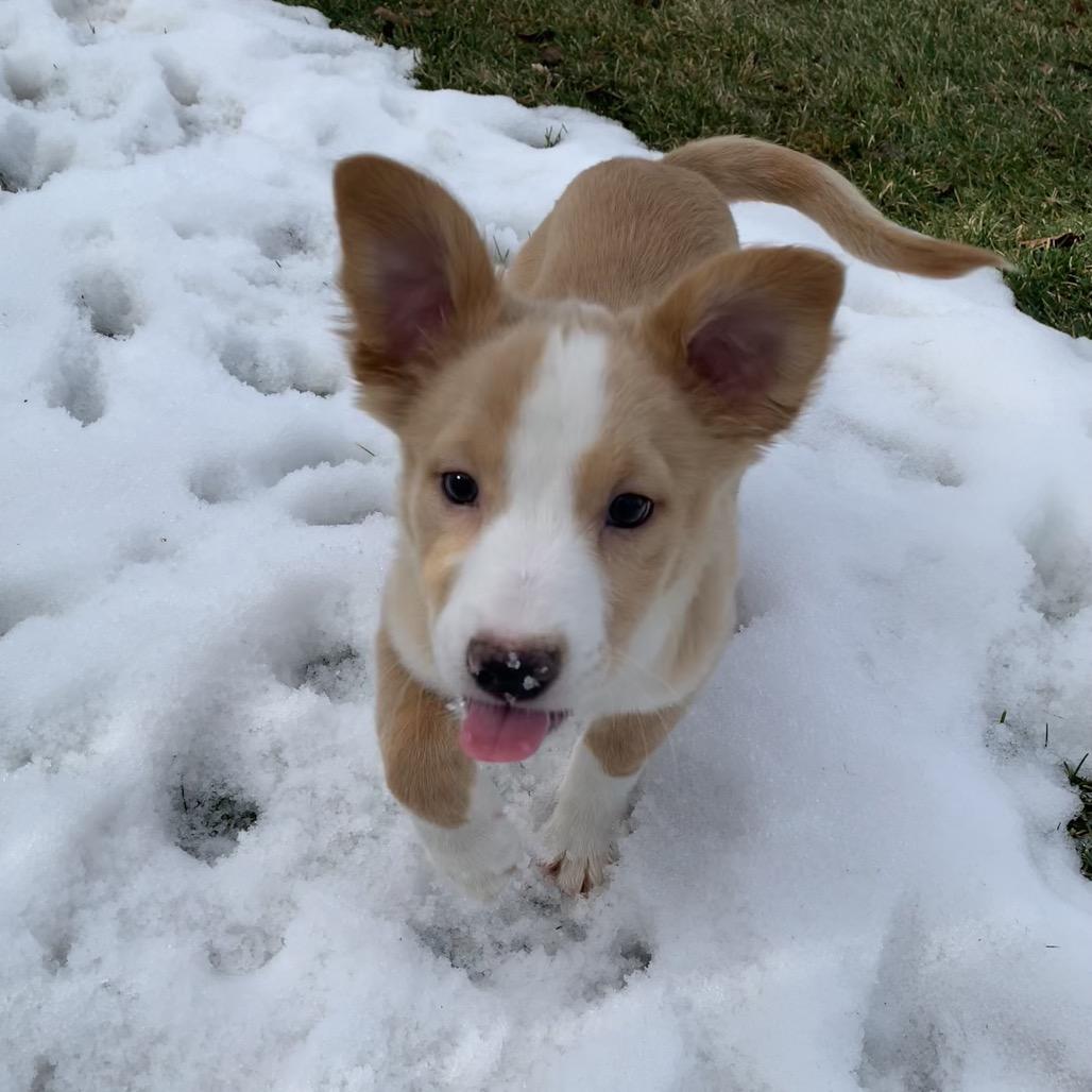 Rory, Adoptable, Puppy Male Shetland Sheepdog / Sheltie & Chihuahua.