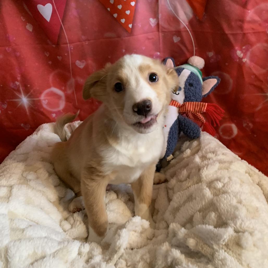 Rory, a Adoptable mixed breed in Joliet, IL image 2/6