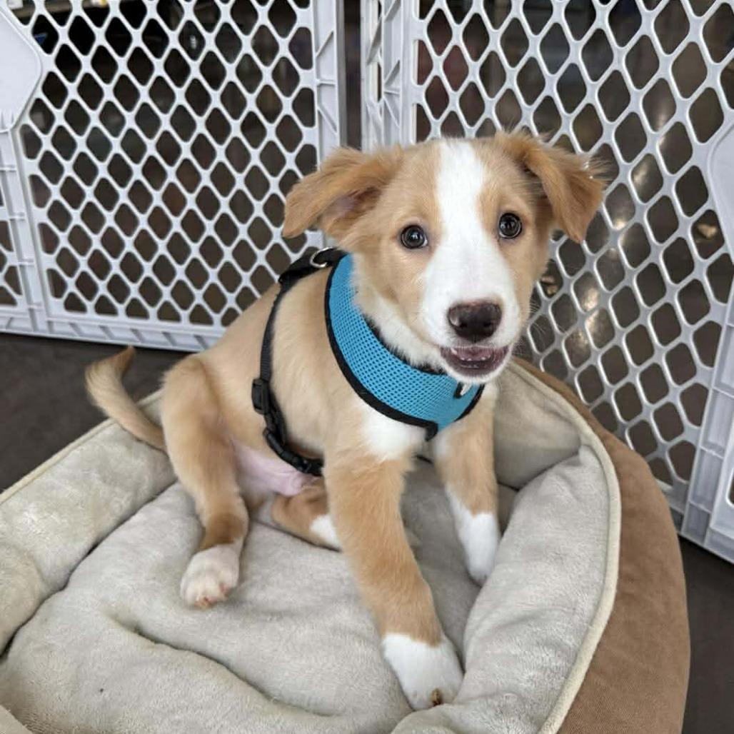 Rory, a Adoptable mixed breed in Joliet, IL image 3/6