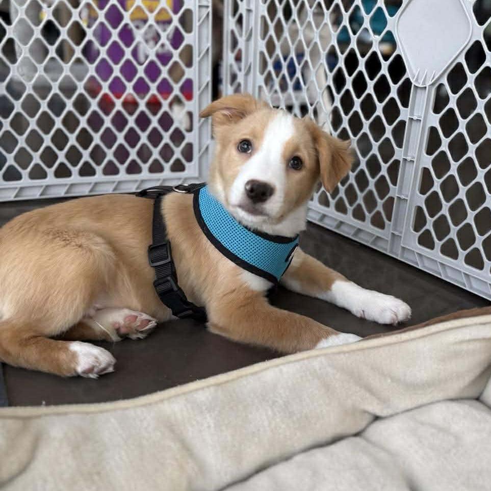 Rory, a Adoptable mixed breed in Joliet, IL image 4/6