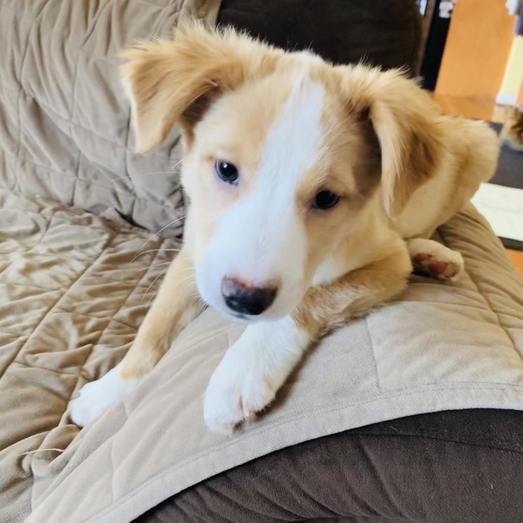 Rory, a Adoptable mixed breed in Joliet, IL image 6/6