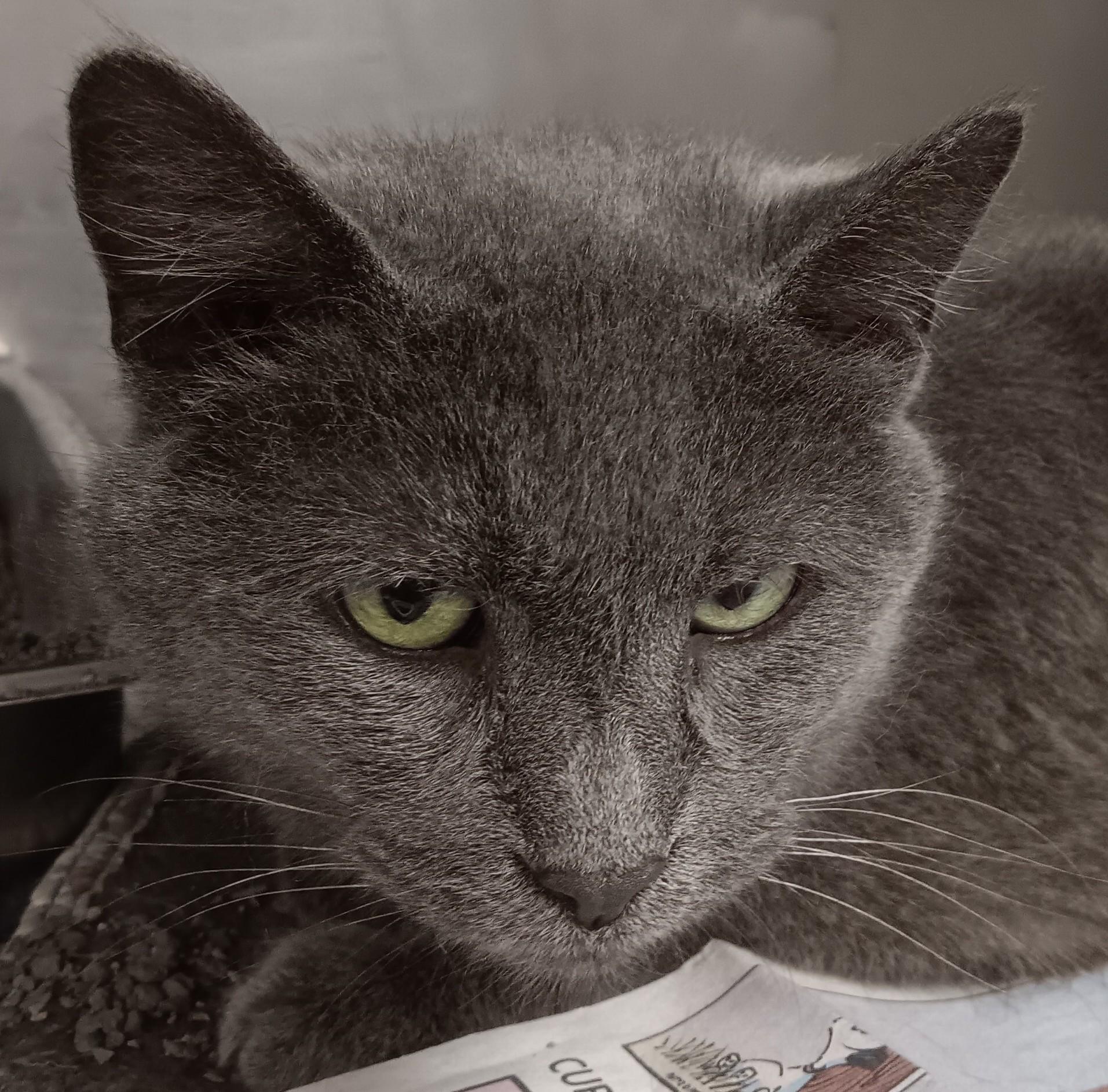 svetlana, adopted, Adult Female Russian Blue & Domestic Short Hair.