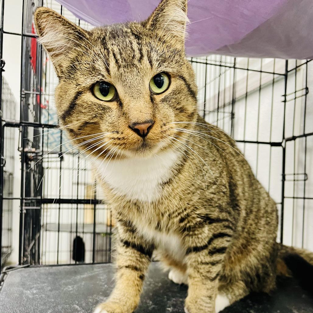 Enlarge Brutis, a Adoptable Domestic Short Hair in Lebanon, MO image 1/1