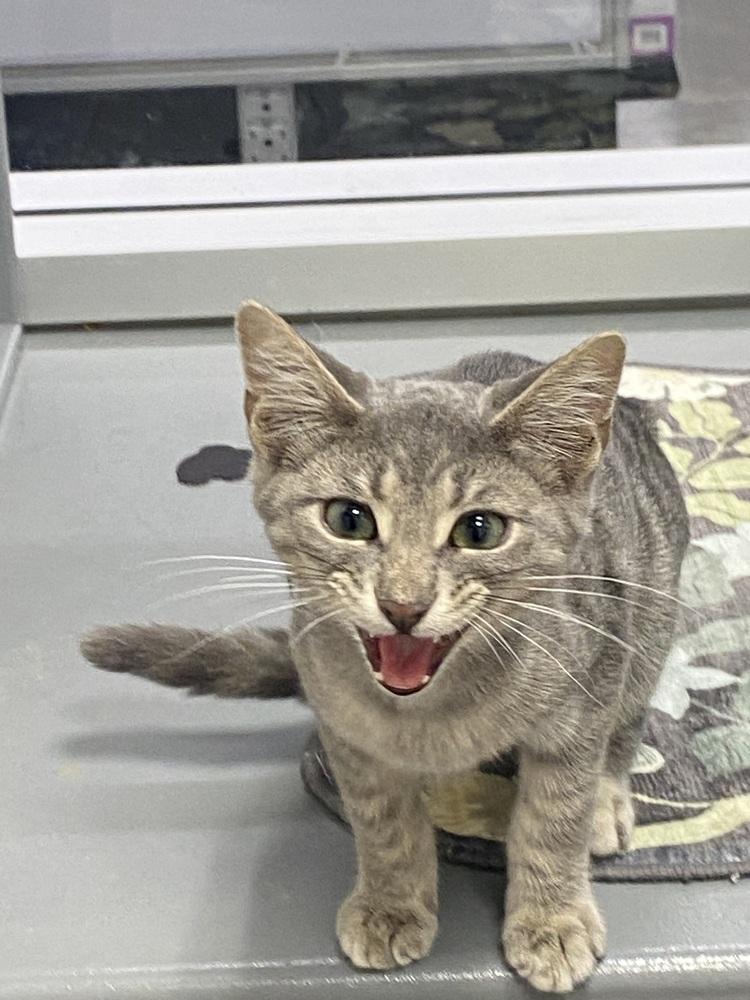 Astro Destroyer, a Adoptable Domestic Short Hair in Clarksville, TN image 1/3