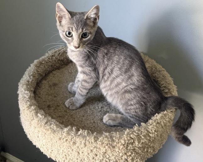 Astro Destroyer, a Adoptable Domestic Short Hair in Clarksville, TN image 2/3
