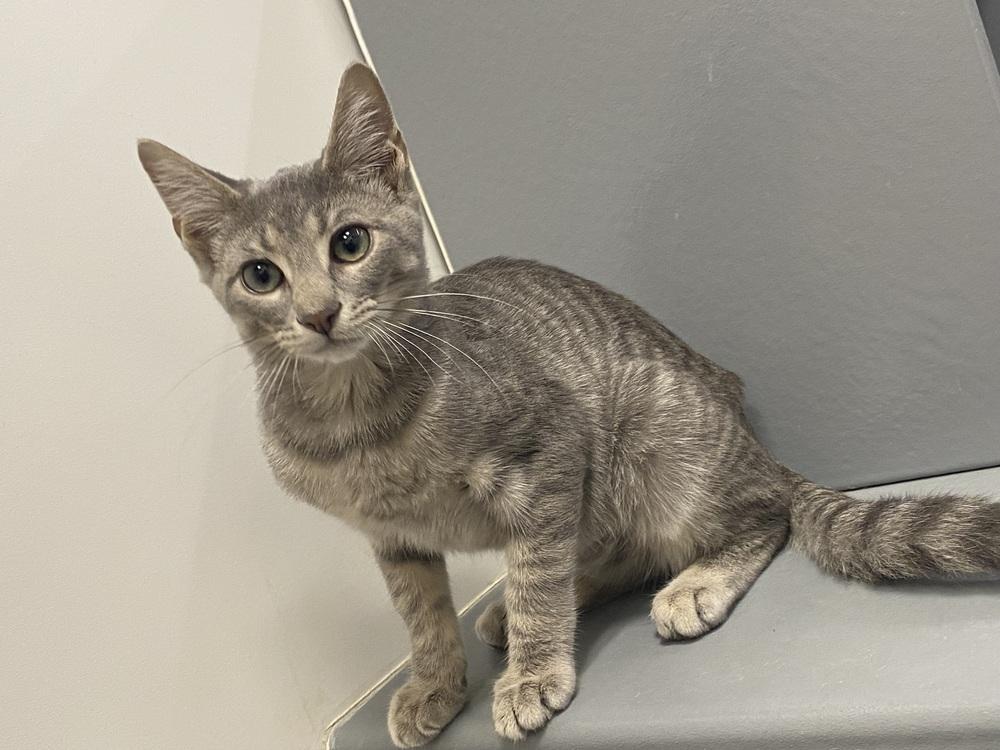 Astro Destroyer, a Adoptable Domestic Short Hair in Clarksville, TN image 3/3