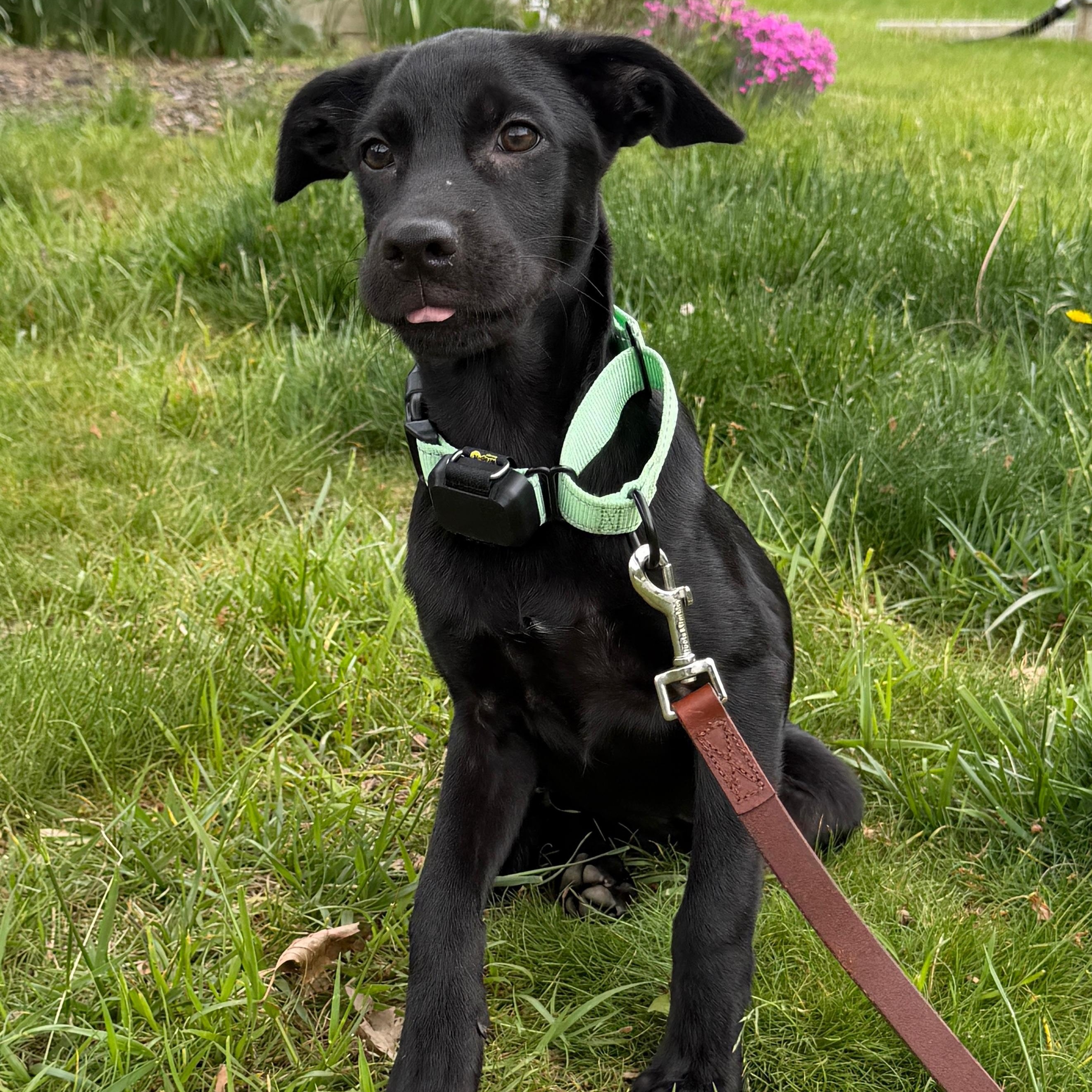 Enlarge Betty, an adopted mixed breed in Baldwin, MD image 5/6