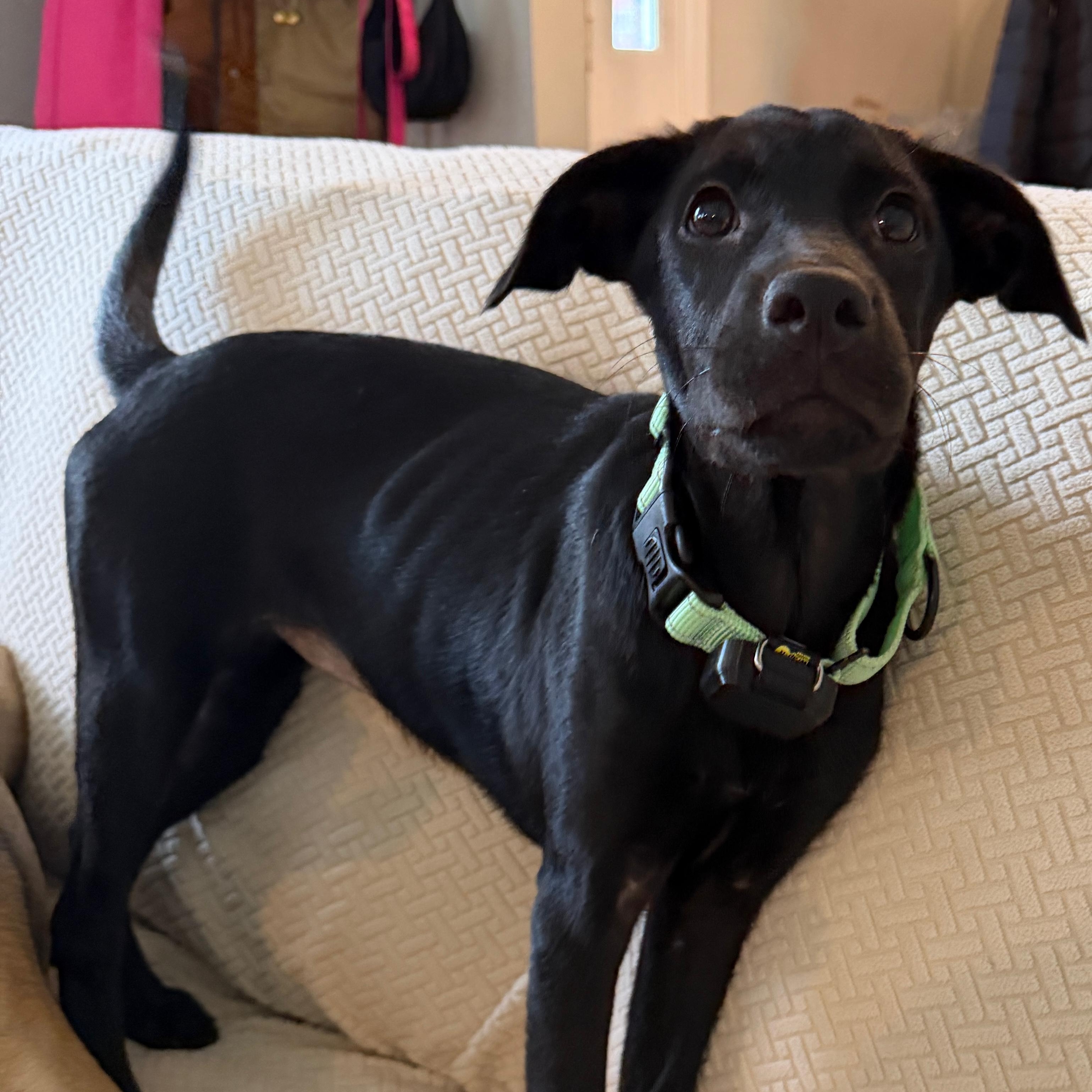 Enlarge Betty, an adopted mixed breed in Baldwin, MD image 2/6