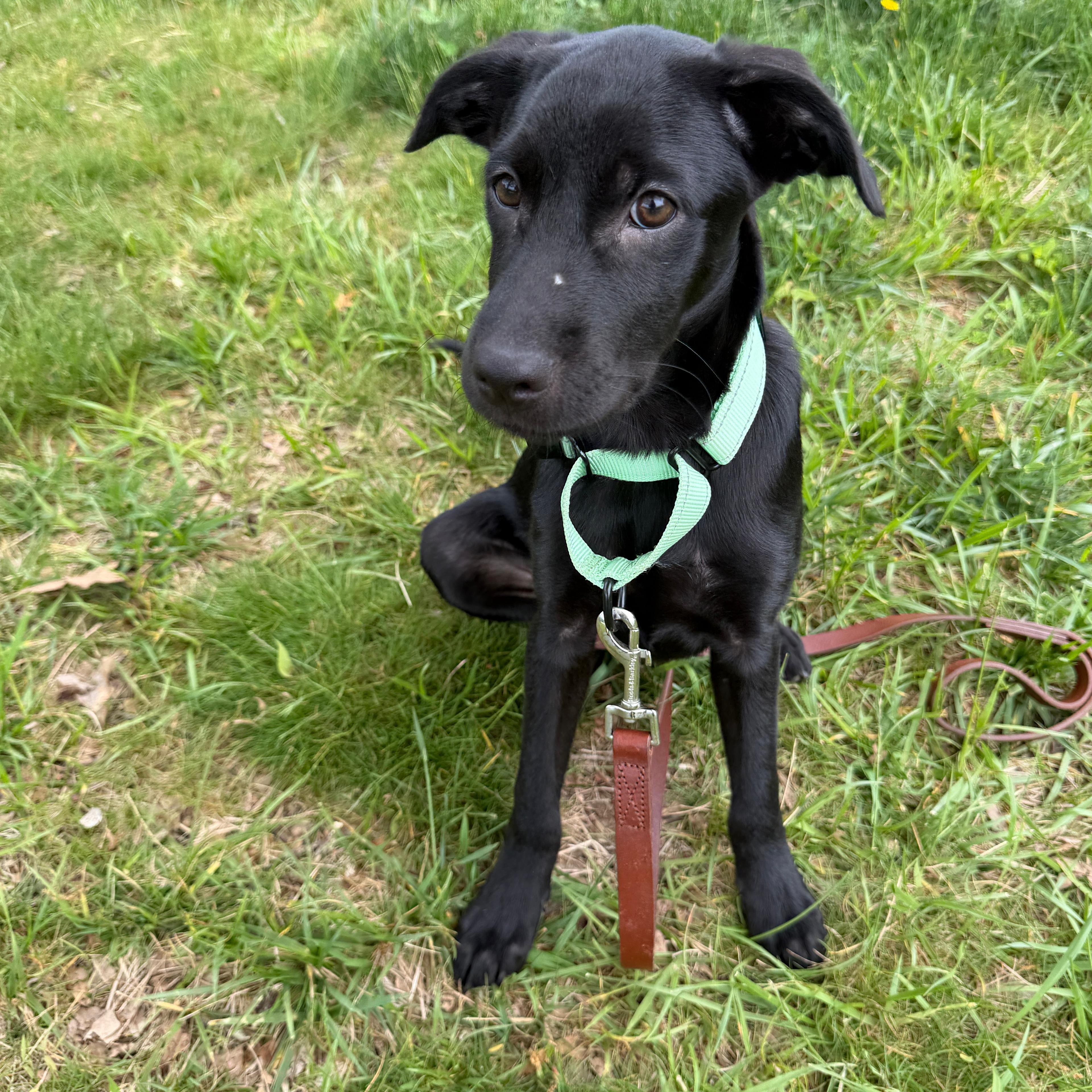 Enlarge Betty, an adopted mixed breed in Baldwin, MD image 3/6