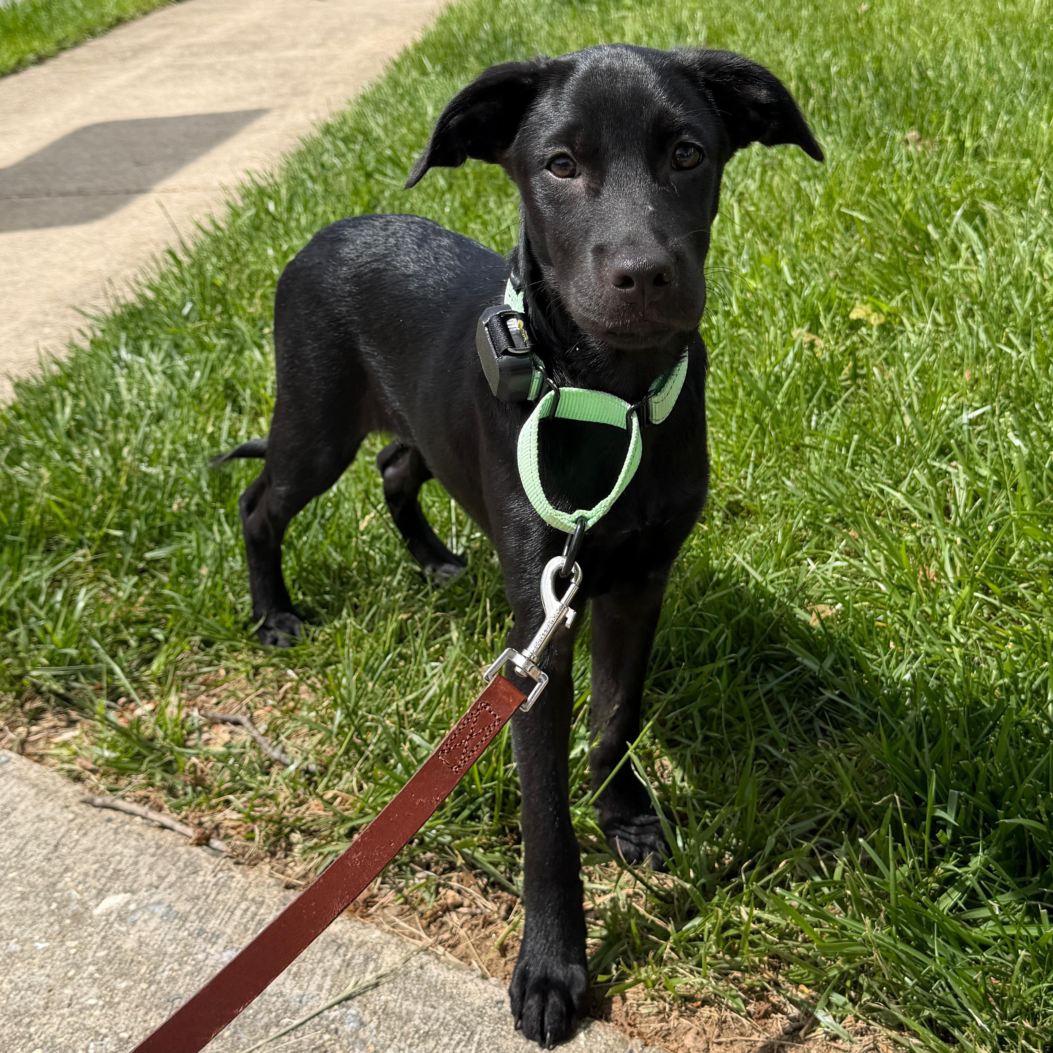 Betty, adopted, Puppy Female Labrador Retriever.
