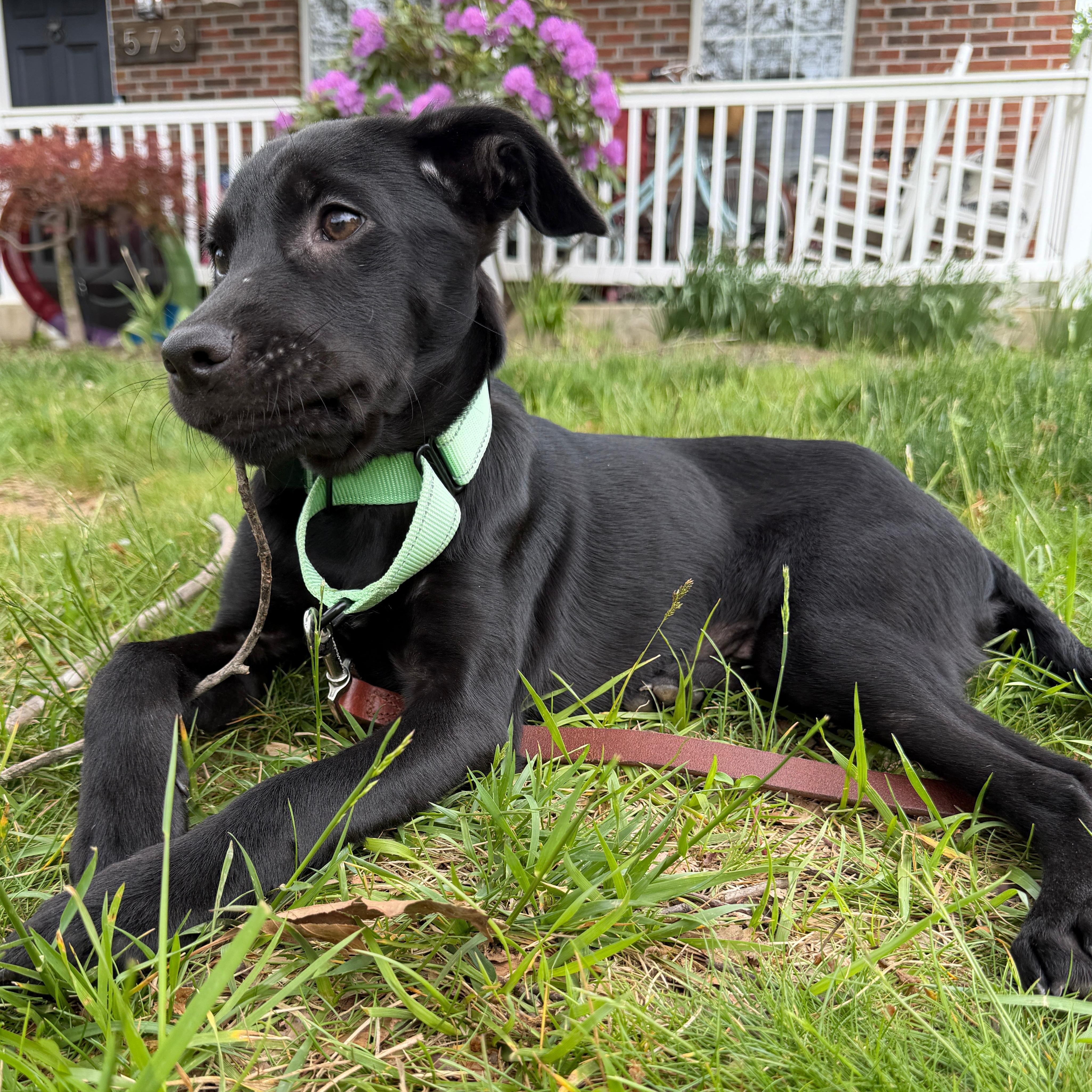 Enlarge Betty, an adopted mixed breed in Baldwin, MD image 4/6