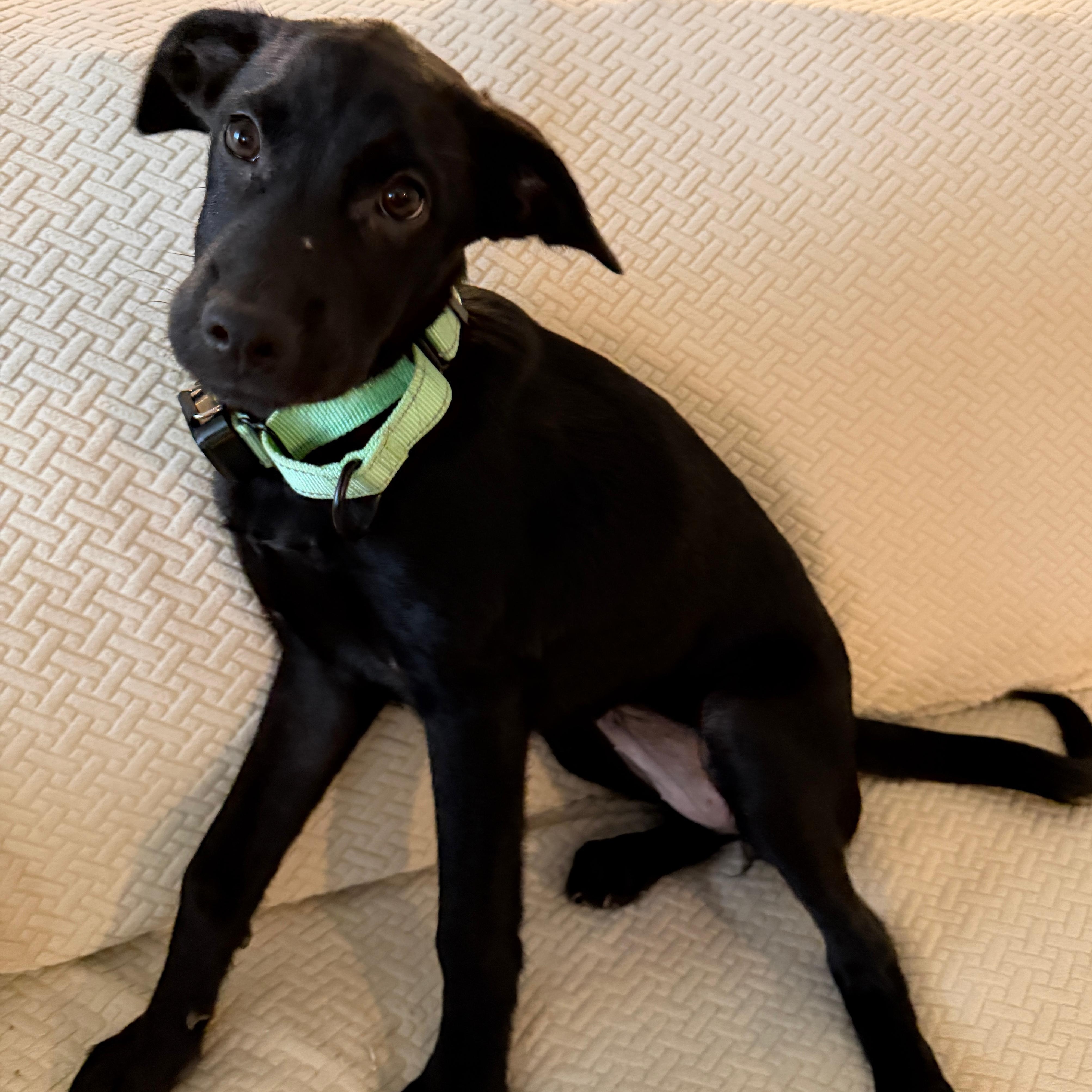 Enlarge Betty, an adopted mixed breed in Baldwin, MD image 6/6
