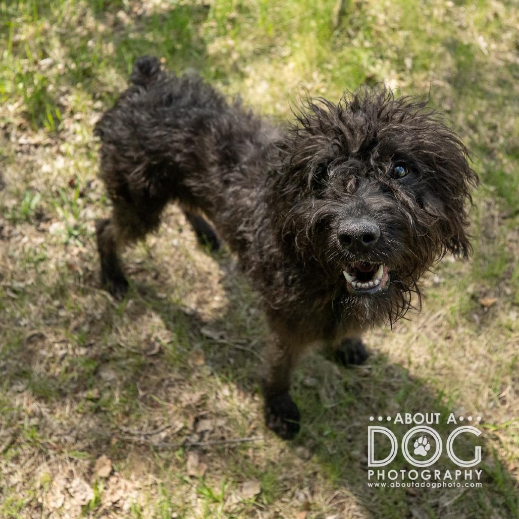 Sophie, Adoptable, Young Female Boxer & Poodle.