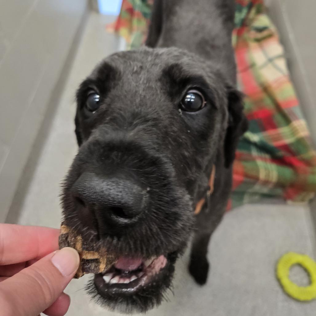 Enlarge Sophie, a Adoptable mixed breed in Saint Cloud, MN image 2/6
