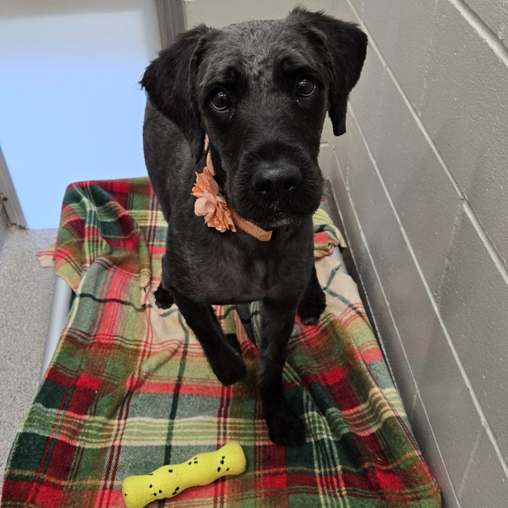 Enlarge Sophie, a Adoptable mixed breed in Saint Cloud, MN image 3/6