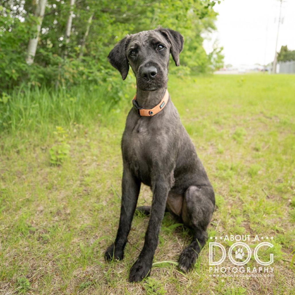 Enlarge Sophie, a Adoptable mixed breed in Saint Cloud, MN image 4/6