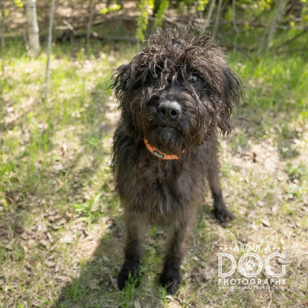 Enlarge Sophie, a Adoptable mixed breed in Saint Cloud, MN image 5/6