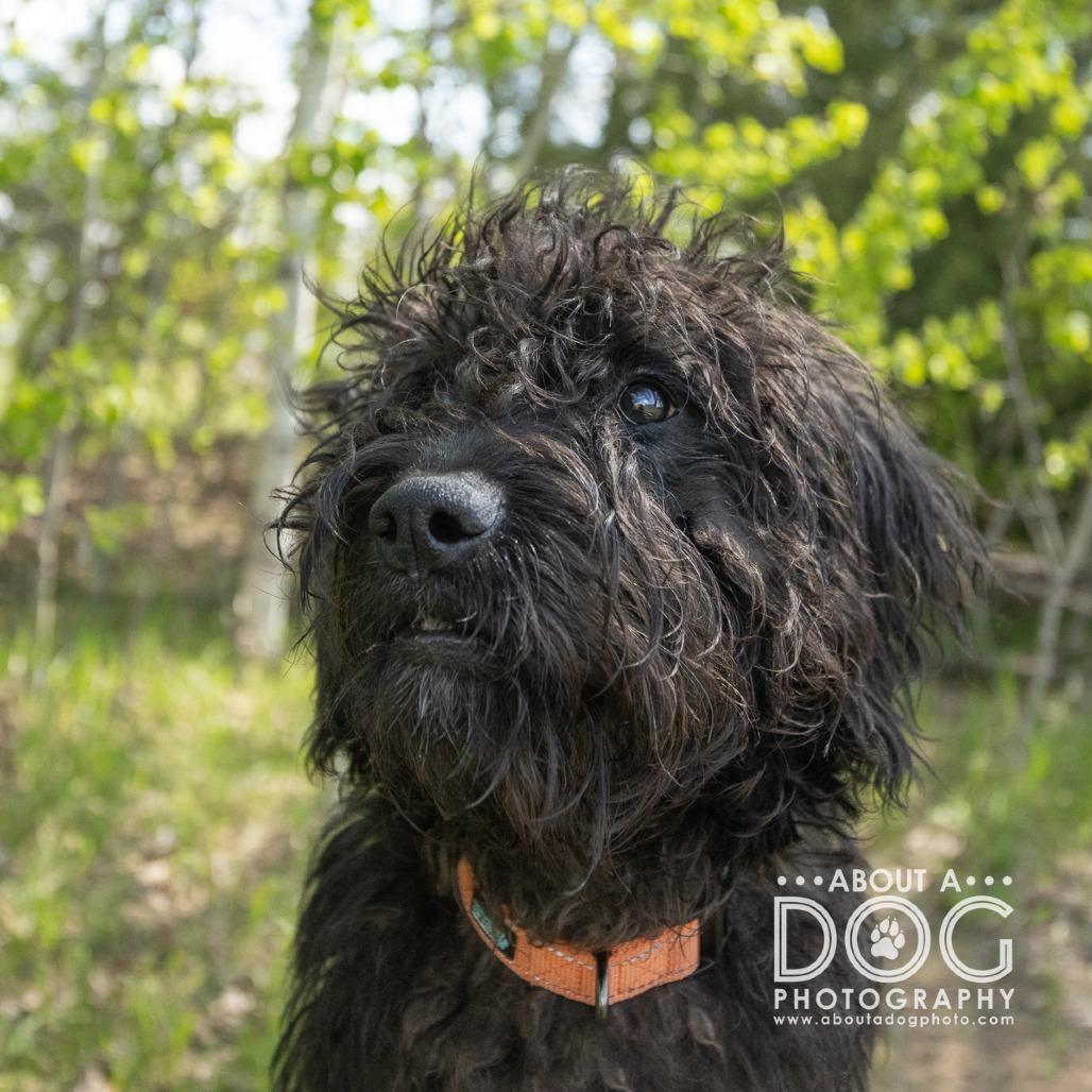 Enlarge Sophie, a Adoptable mixed breed in Saint Cloud, MN image 6/6