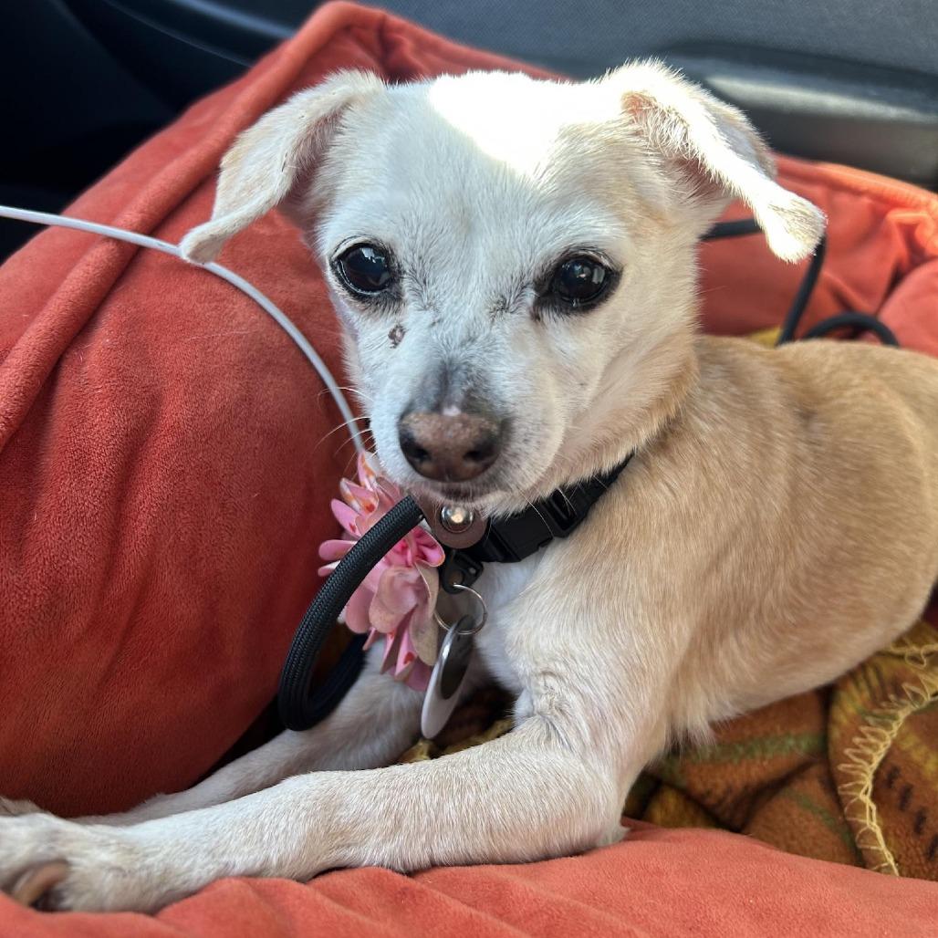 Nellie — thumbnail 4