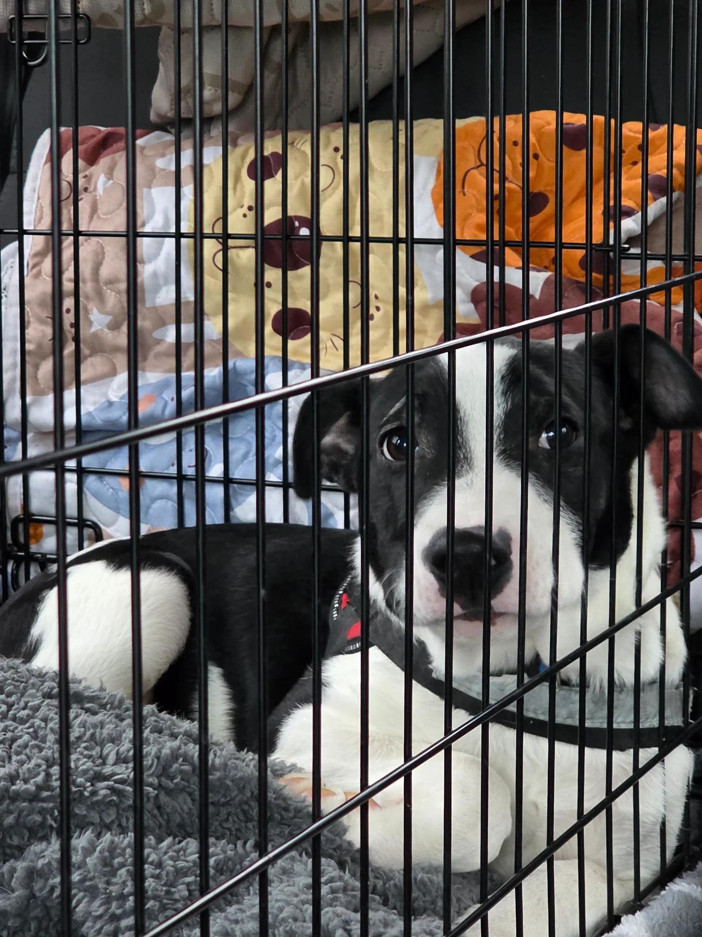 Enlarge Cecil, a ADOPTABLE mixed breed in Santa Clara, CA image 3/4