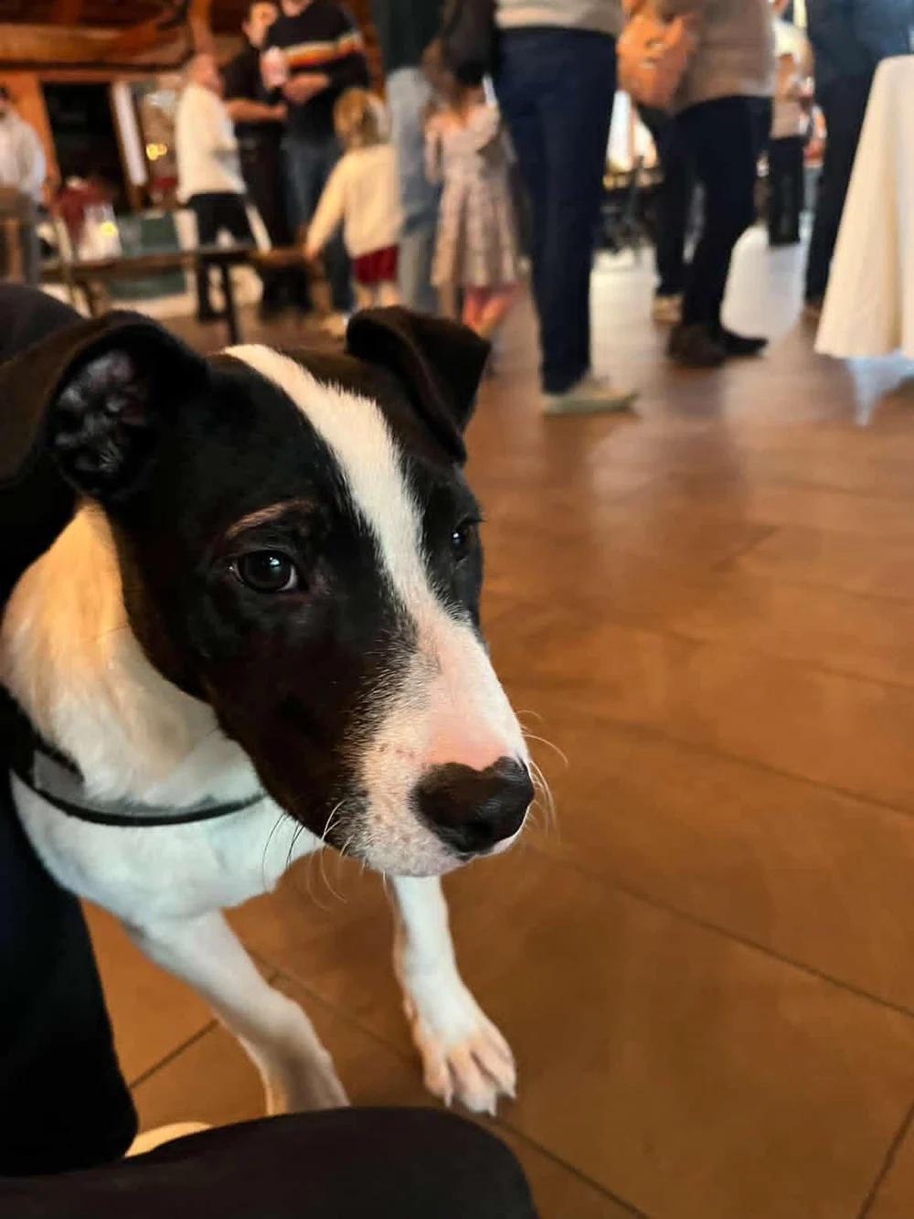 Enlarge Cecil, a ADOPTABLE mixed breed in Santa Clara, CA image 4/4