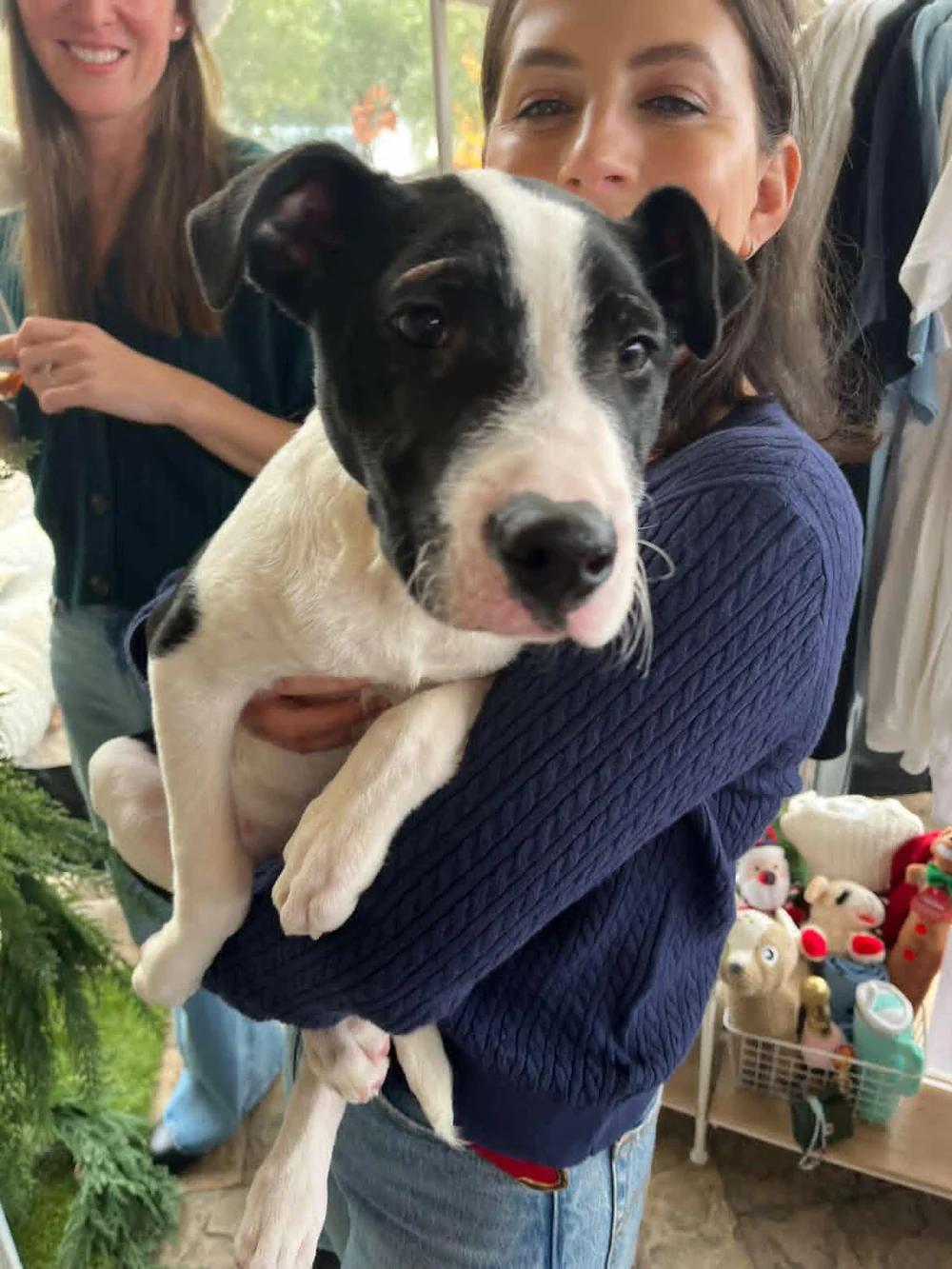 Cecil, ADOPTABLE, Young Male Pit Bull Terrier & Labrador Retriever.