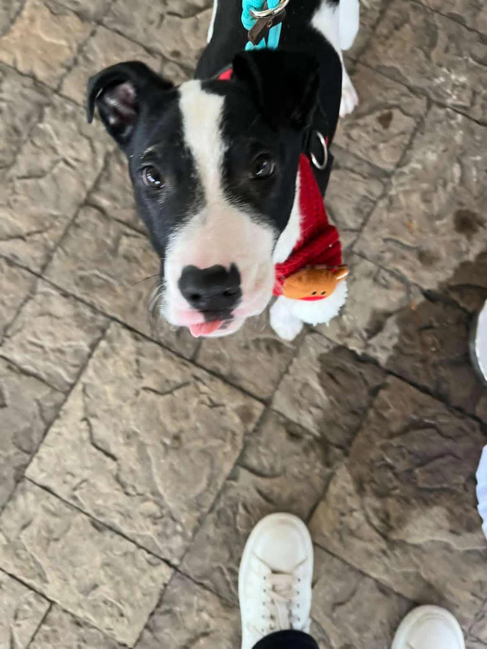 Enlarge Cecil, a ADOPTABLE mixed breed in Santa Clara, CA image 2/4