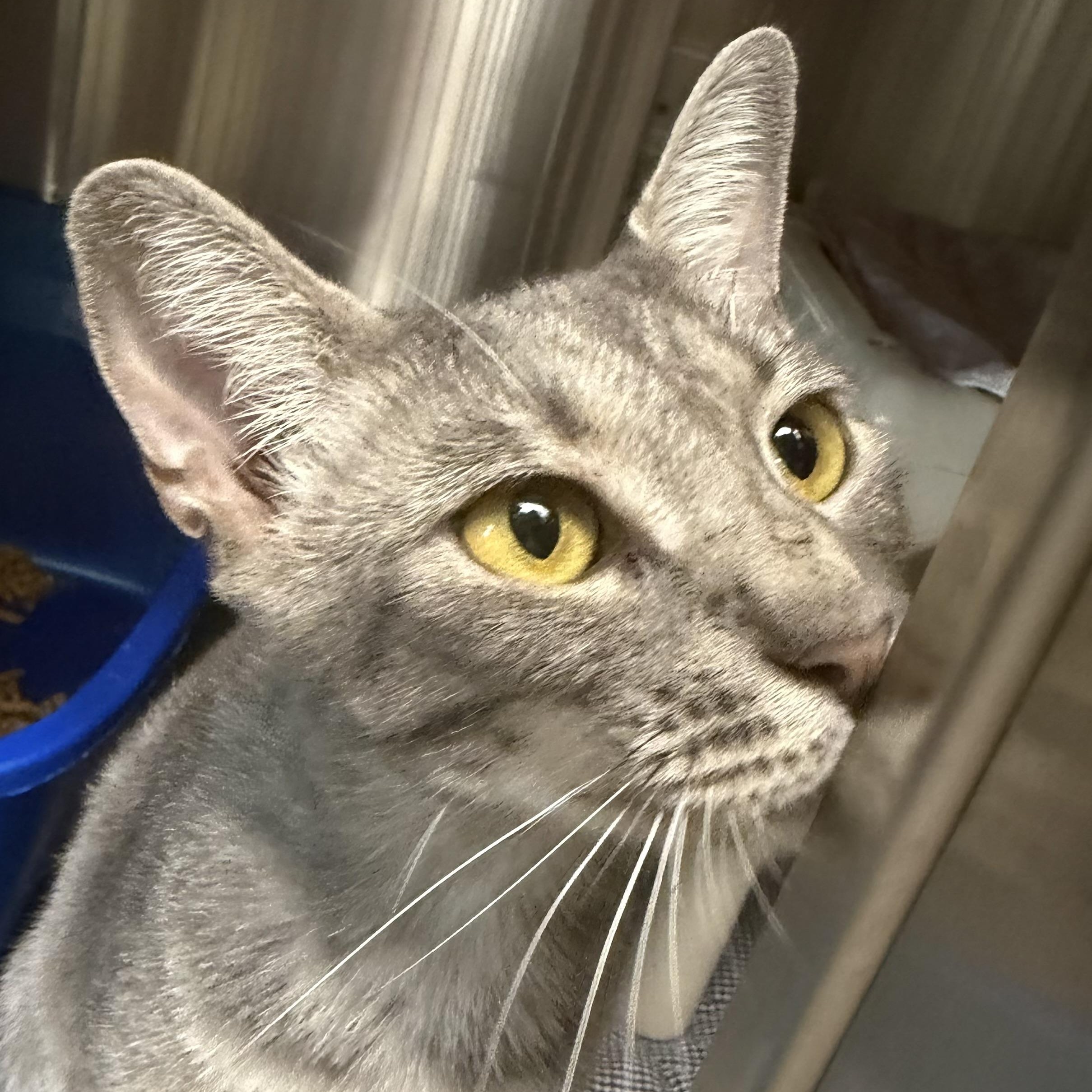 Enlarge Margarita, a ADOPTABLE Domestic Short Hair in Fernandina Beach, FL image 5/6