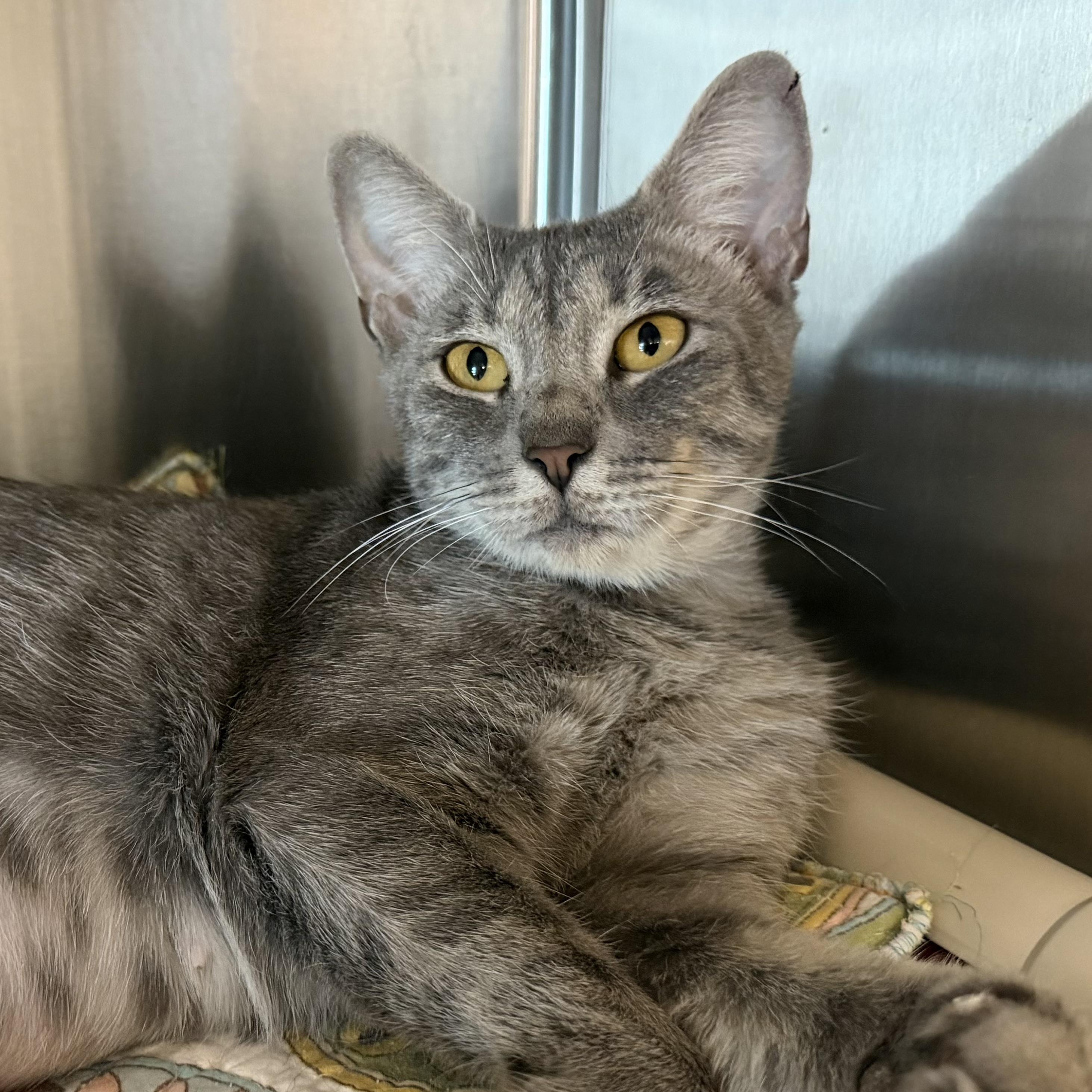 Enlarge Margarita, a ADOPTABLE Domestic Short Hair in Fernandina Beach, FL image 2/6