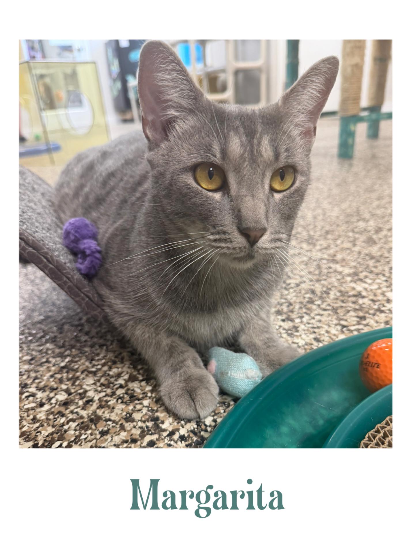 Margarita, ADOPTABLE, Adult Female Domestic Short Hair.