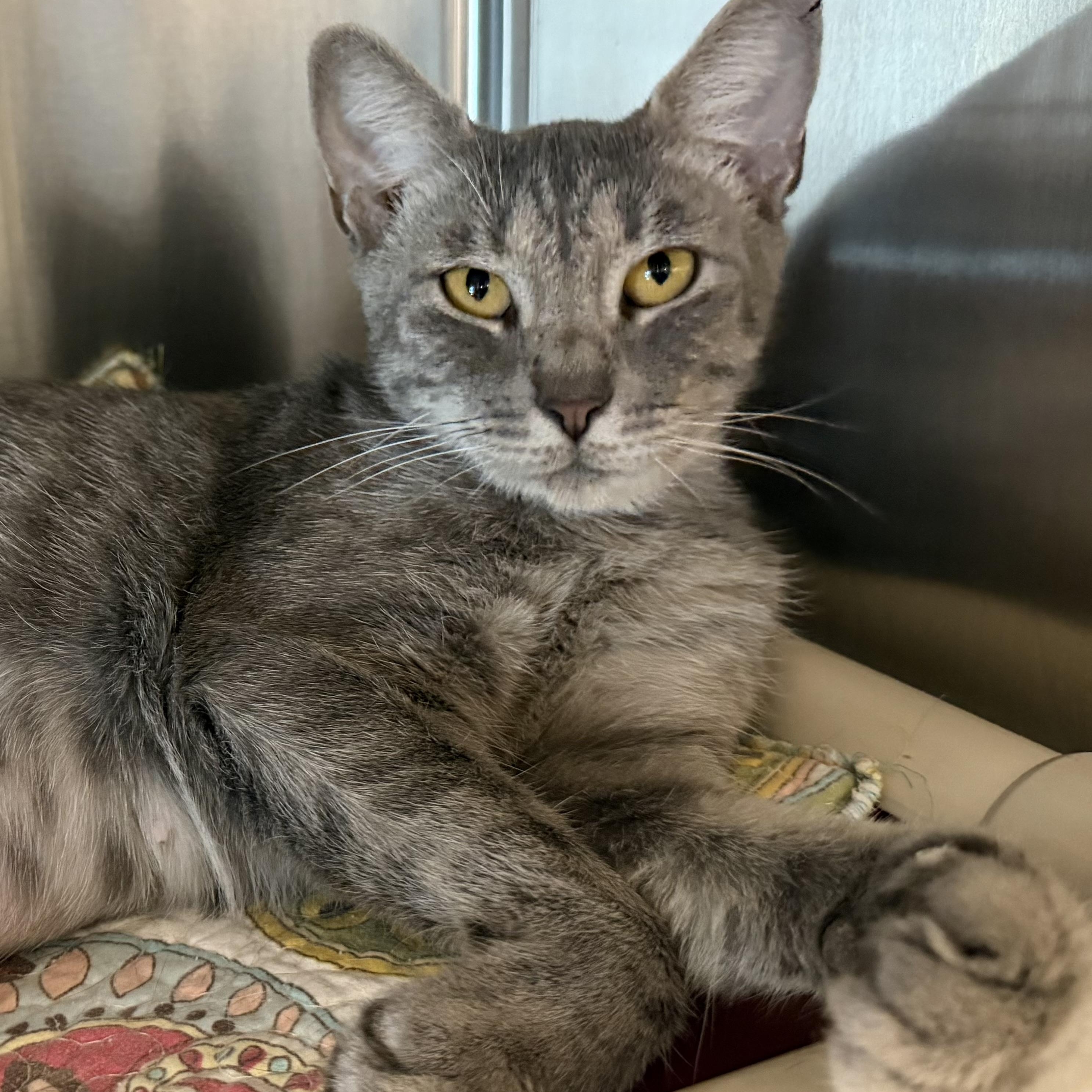 Enlarge Margarita, a ADOPTABLE Domestic Short Hair in Fernandina Beach, FL image 4/6
