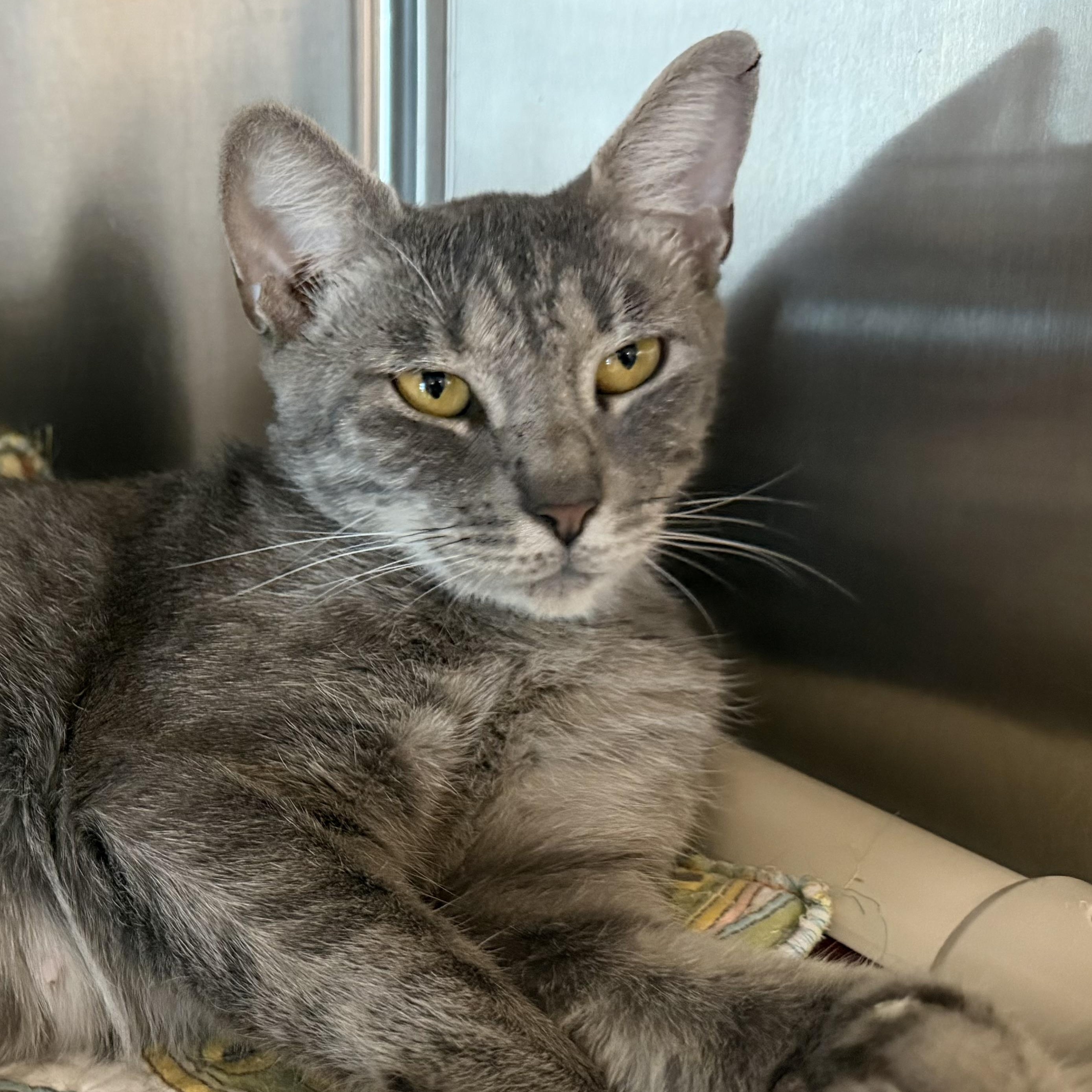 Enlarge Margarita, a ADOPTABLE Domestic Short Hair in Fernandina Beach, FL image 3/6