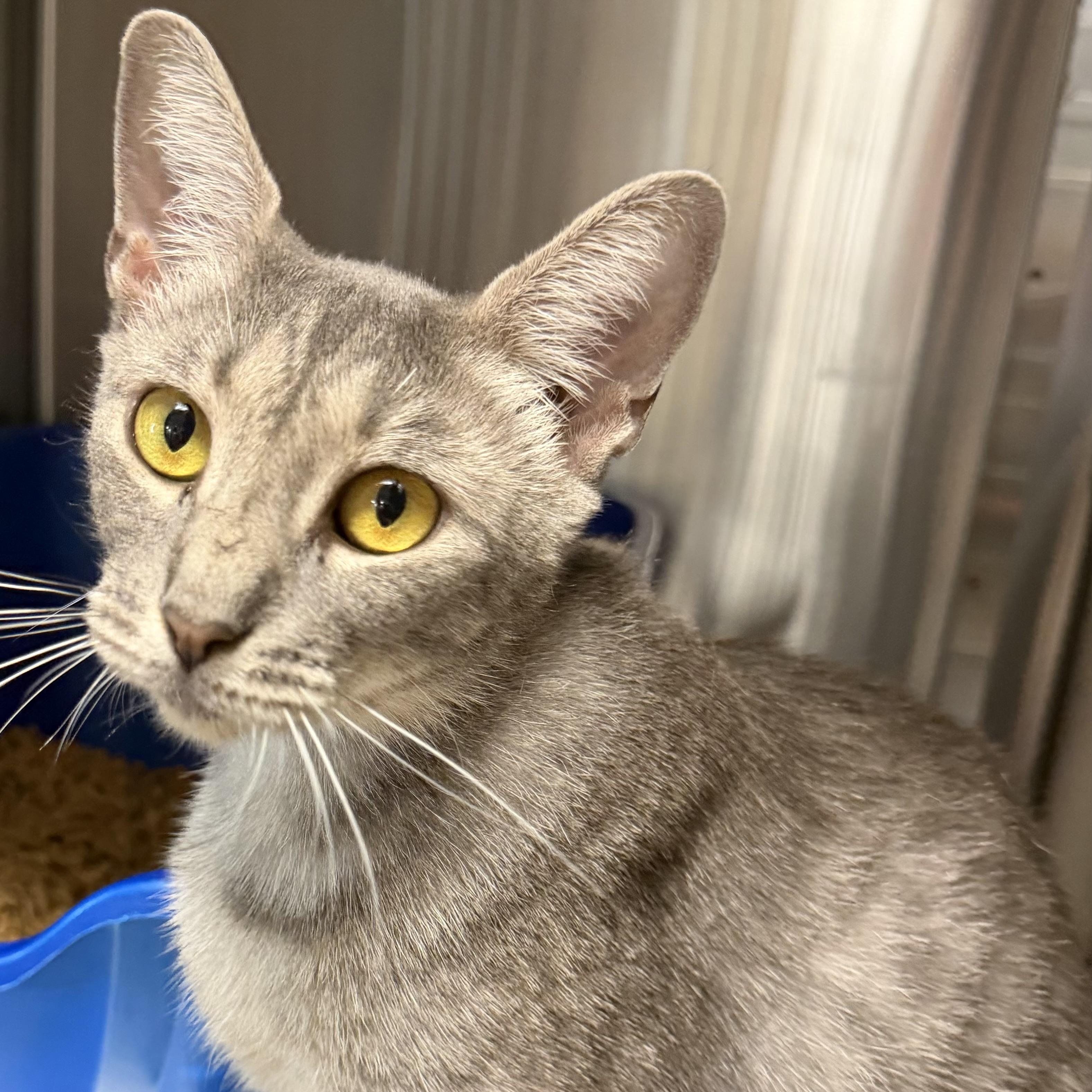 Enlarge Margarita, a ADOPTABLE Domestic Short Hair in Fernandina Beach, FL image 6/6