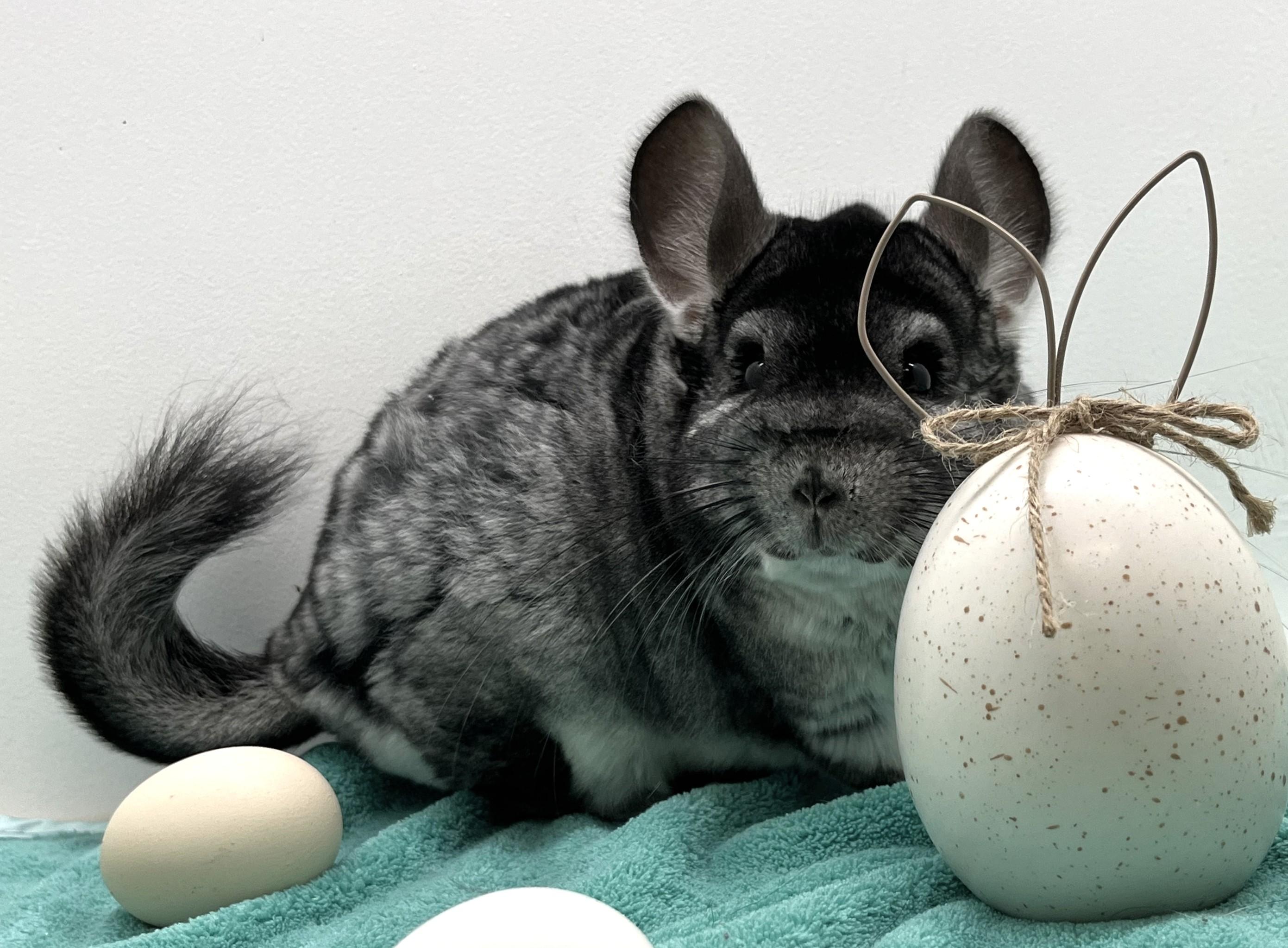 Rue , adopted, Adult Male Chinchilla.