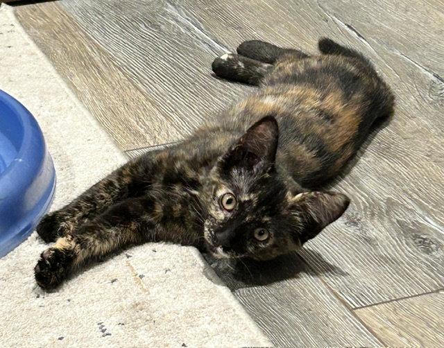 Cassie (Courtesy Post), Adoptable, Adult Female Domestic Short Hair.